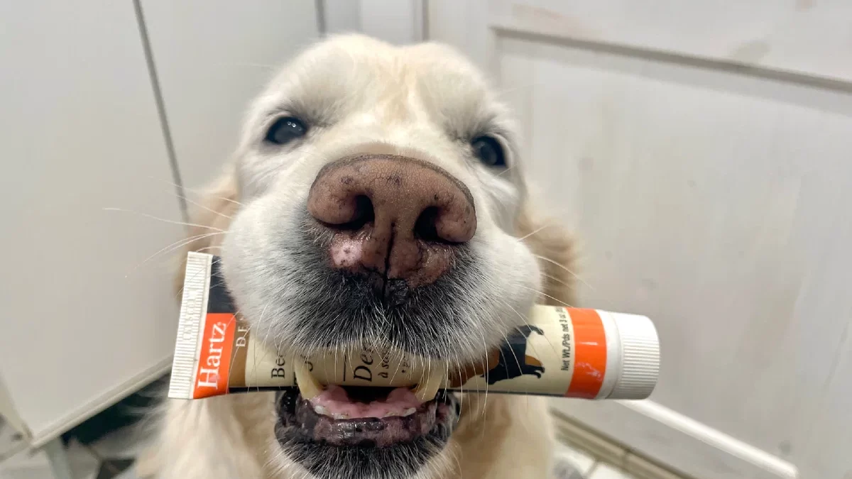 Нужно ли чистить зубы собакам