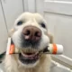 Нужно ли чистить зубы собакам